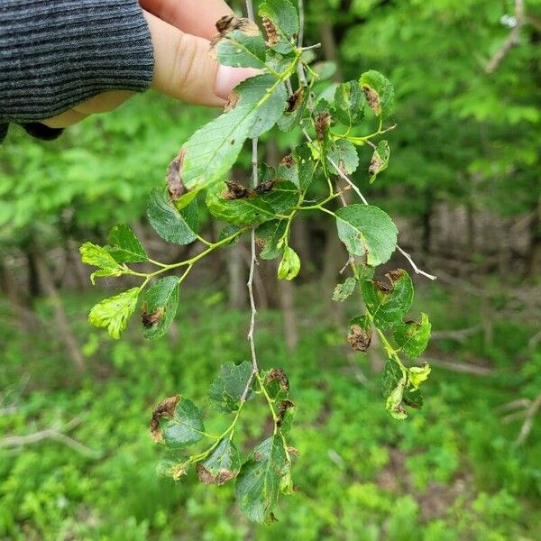 Celtis laevigata Leaf