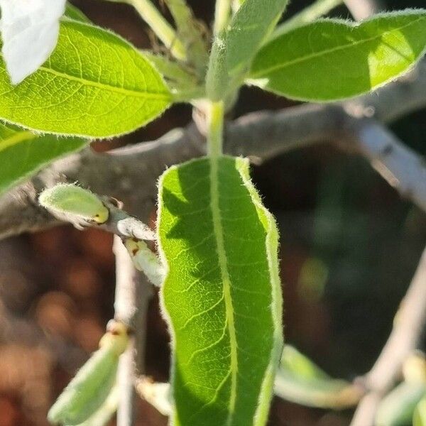 Pyrus spinosa Feuille