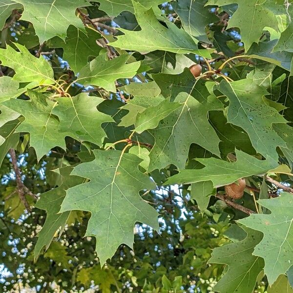 Quercus rubra Leaf