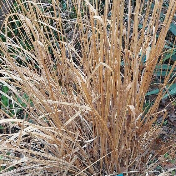 Molinia caerulea List