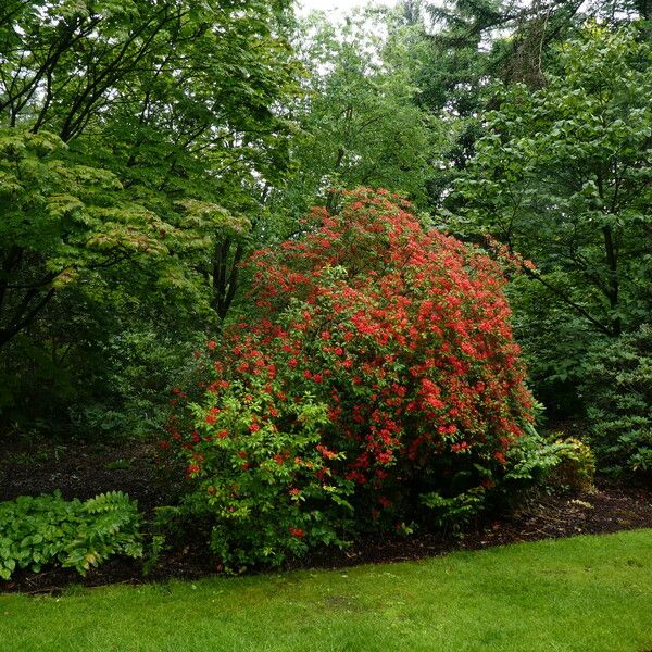 Rhododendron prunifolium Plante entière