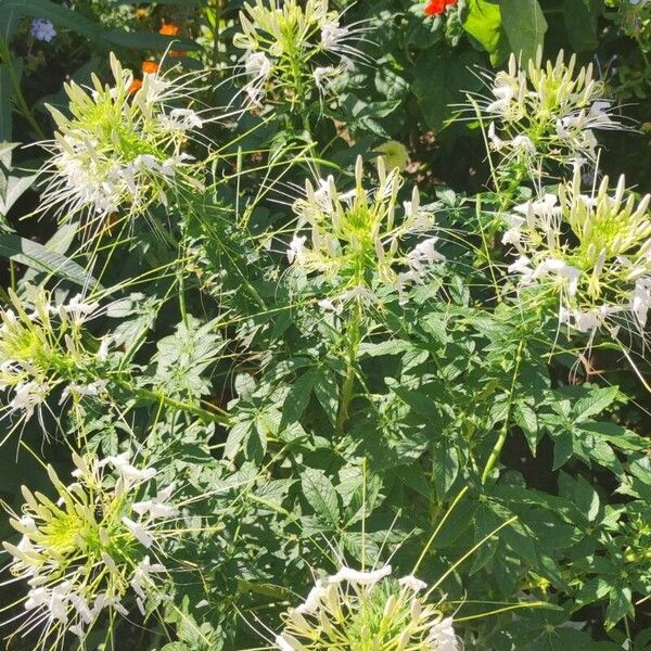 Cleome speciosa Kwiat