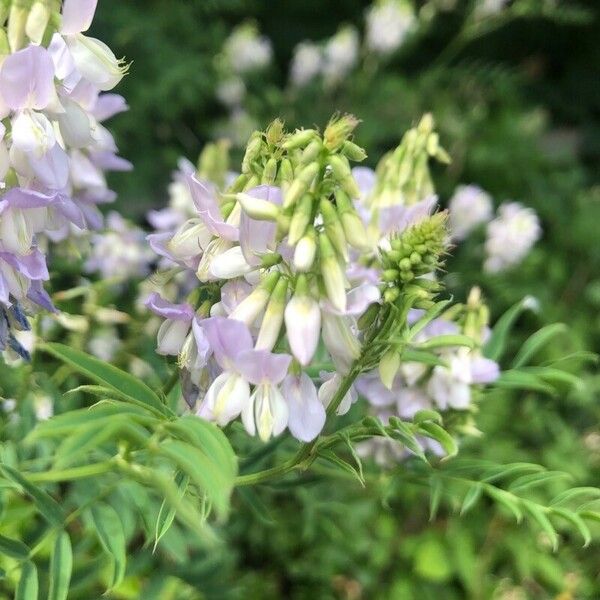 Galega officinalis Õis