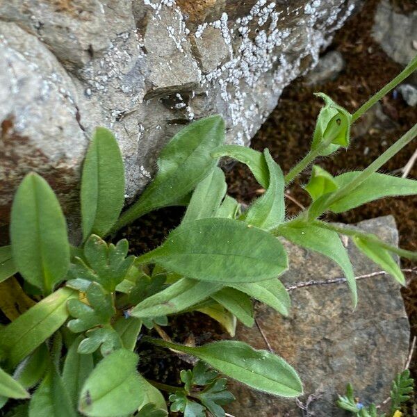 Myosotis alpestris Φύλλο