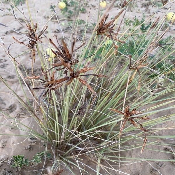 Cyperus conglomeratus Leaf