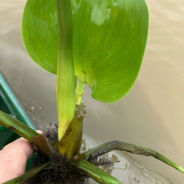 Pontederia crassipes Φύλλο