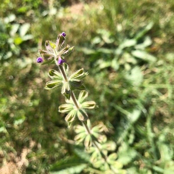 Salvia verbenaca Õis