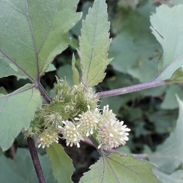 Xanthium strumarium Bloem