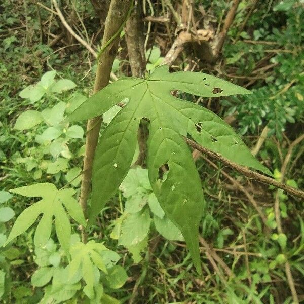 Merremia tuberosa Deilen