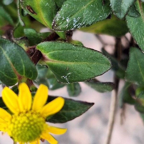 Sanvitalia procumbens Ліст