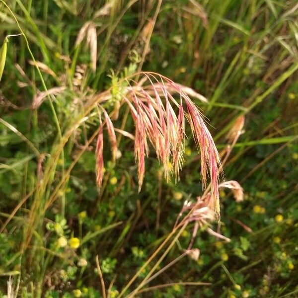 Bromus racemosus Плод