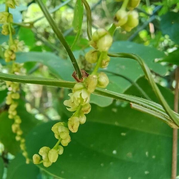 Dioscorea bulbifera Blomst