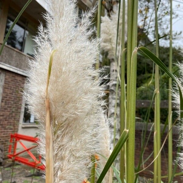 Cortaderia selloana Frucht