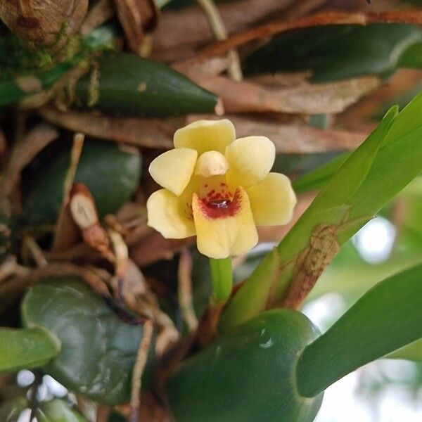 Maxillaria variabilis Blüte