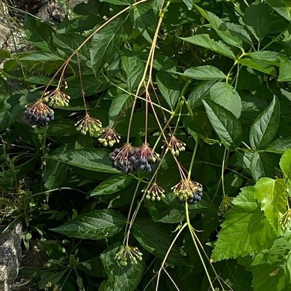 Aralia hispida Fruto