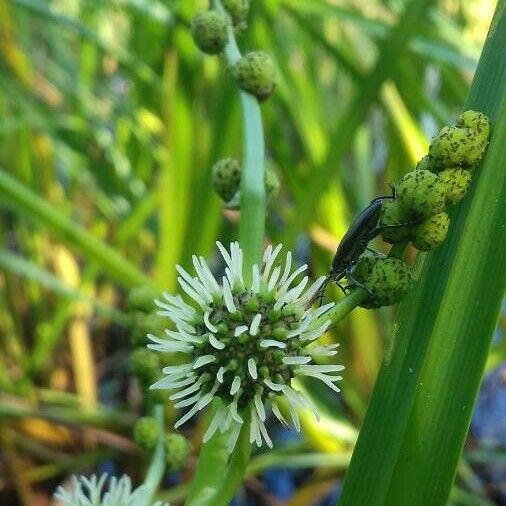 Sparganium erectum Kwiat