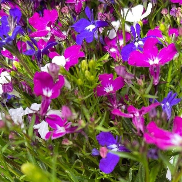 Lobelia erinus Blomma