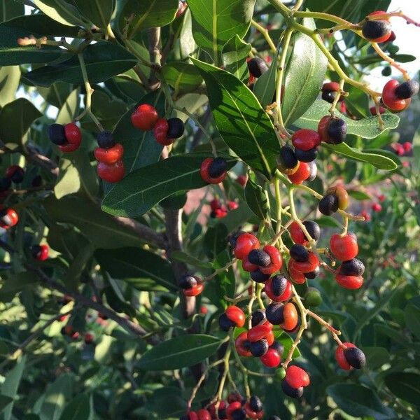 Apodytes dimidiata Fruit