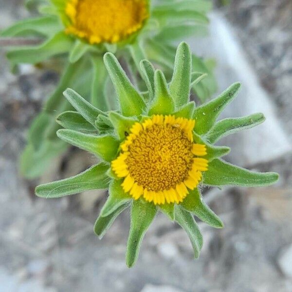 Asteriscus aquaticus Blüte