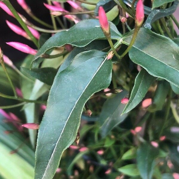 Jasminum polyanthum Leaf