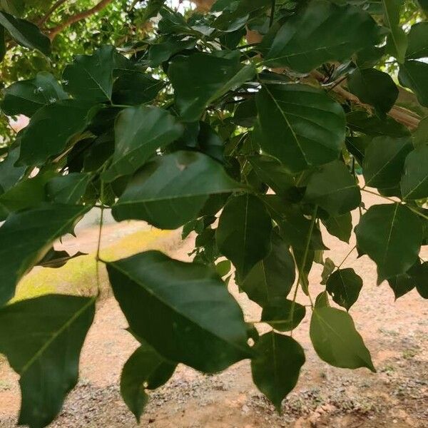 Pongamia pinnata পাতা