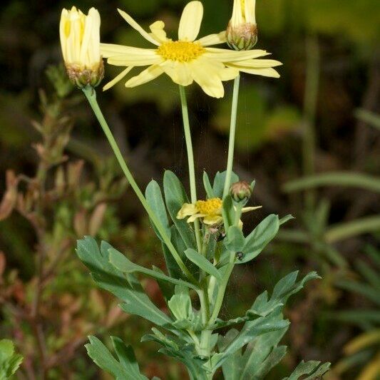 Argyranthemum maderense Altro