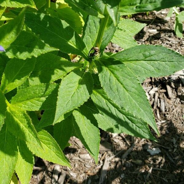 Lobelia siphilitica Leaf