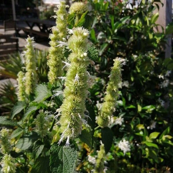 Agastache nepetoides Flower