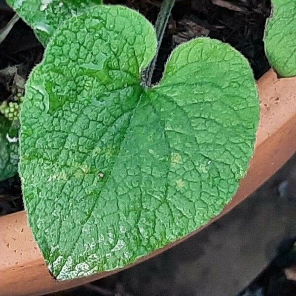 Brunnera macrophylla Fuelha