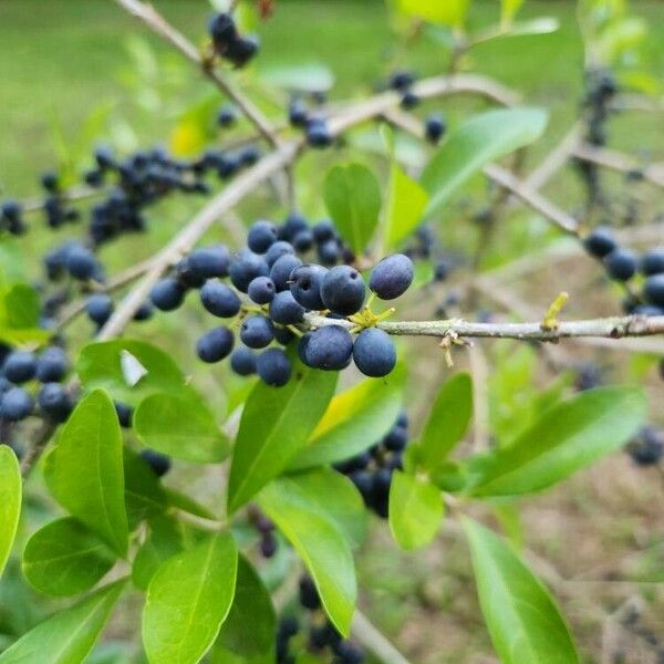 Ligustrum quihoui Frucht