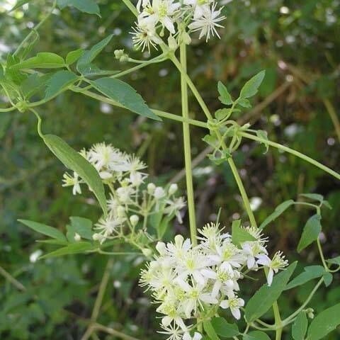 Clematis ligusticifolia Květ
