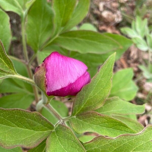 Paeonia mascula Цвят