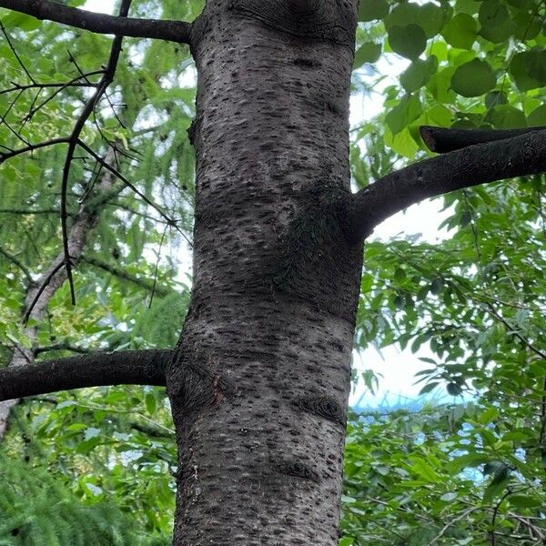 Abies sibirica Bark