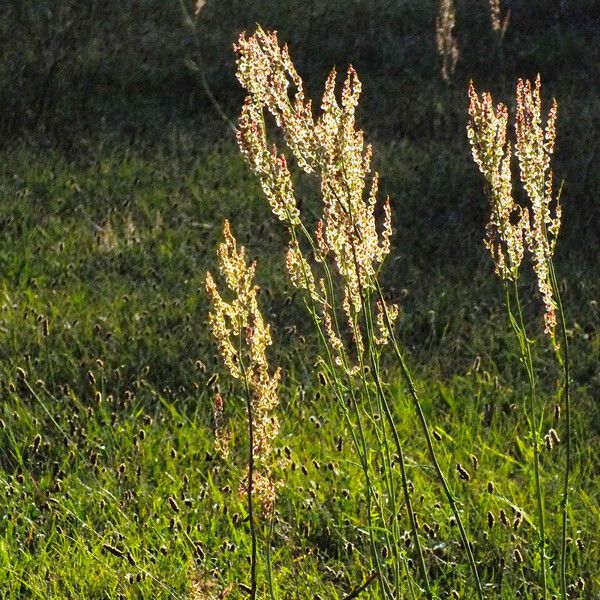 Rumex thyrsiflorus Froito