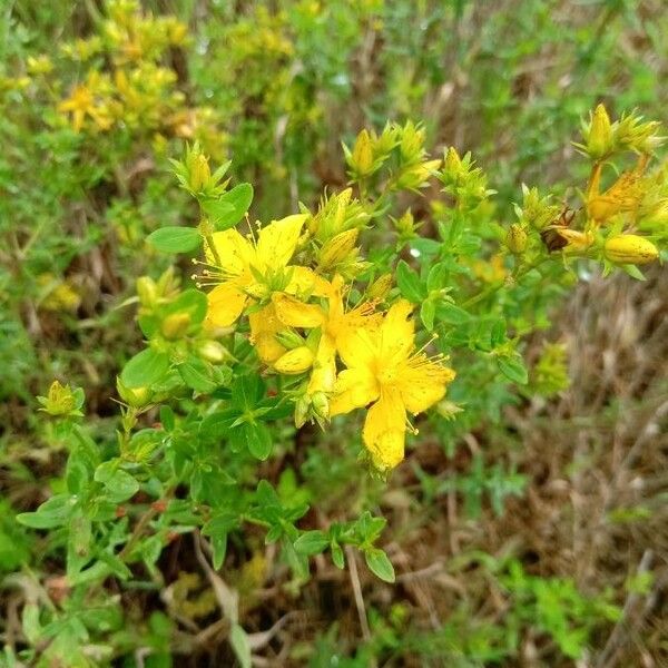 Hypericum perforatum ফুল