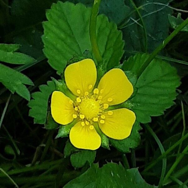 Potentilla indica Λουλούδι