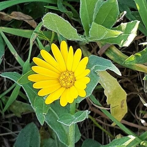 Calendula officinalis Blodyn