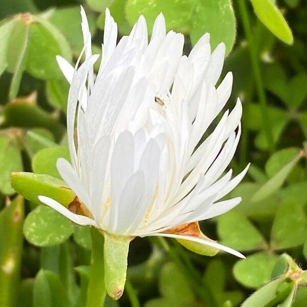 Lampranthus multiradiatus Flower