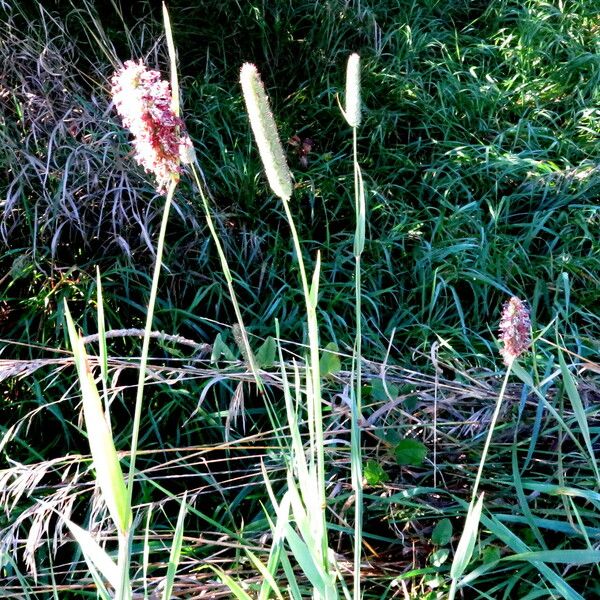 Alopecurus pratensis Flower