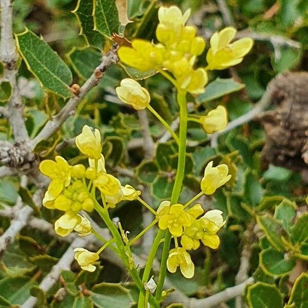 Biscutella laevigata 花