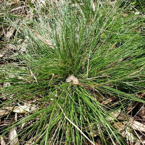 Habit