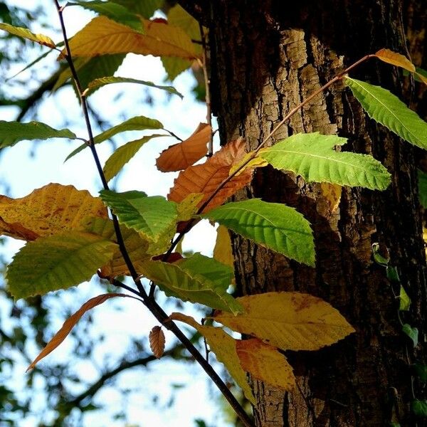 Castanea sativa Blatt