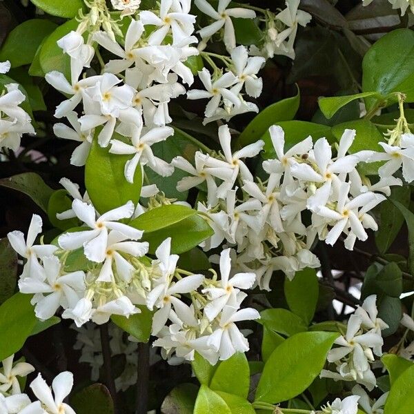 Trachelospermum jasminoides Blüte