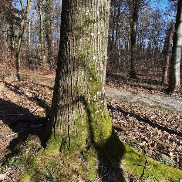 Quercus rubra Kora