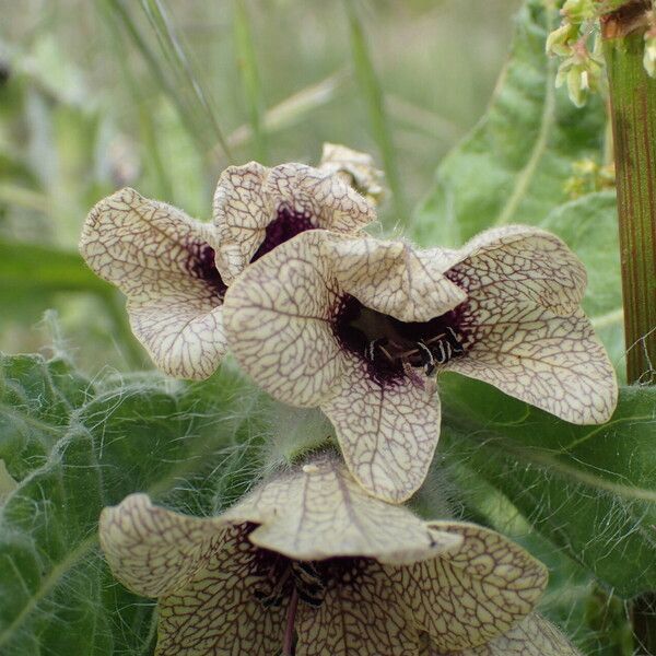 Hyoscyamus niger Fleur