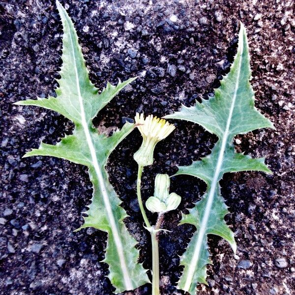 Sonchus asper 葉