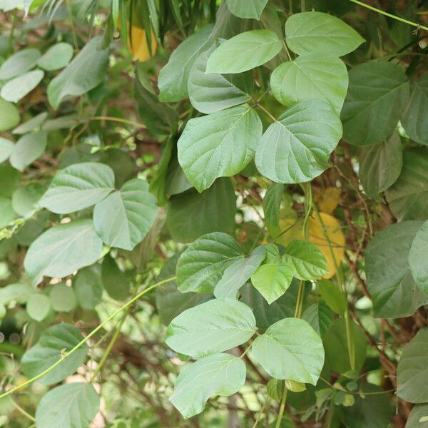 Canavalia rosea Leaf