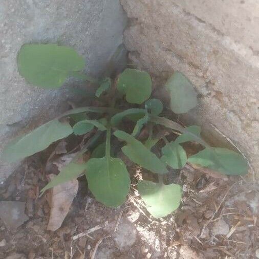 Sonchus tenerrimus Yaprak