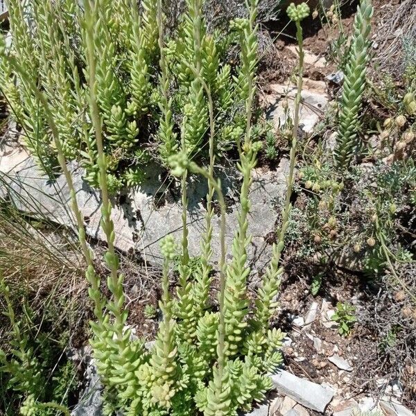 Petrosedum sediforme Feuille