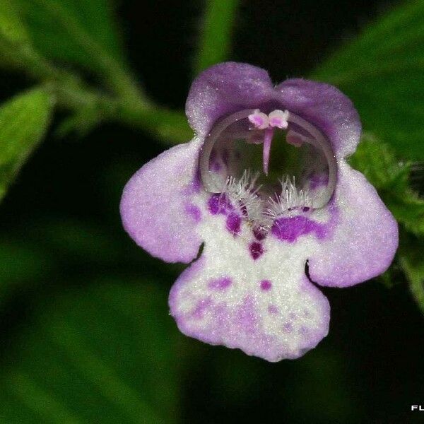 Clinopodium menthifolium 花